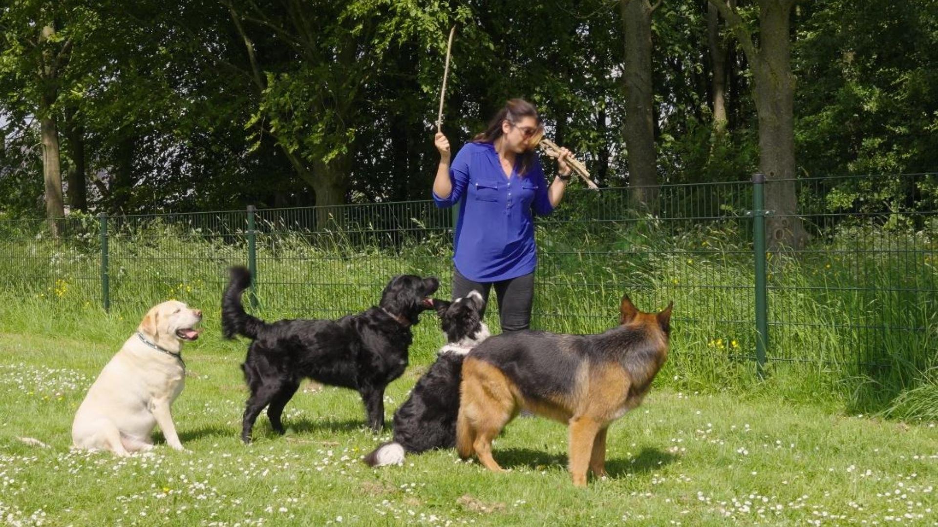 Vier honden staan op grasveld rondom een vrouw met een blauw shirt