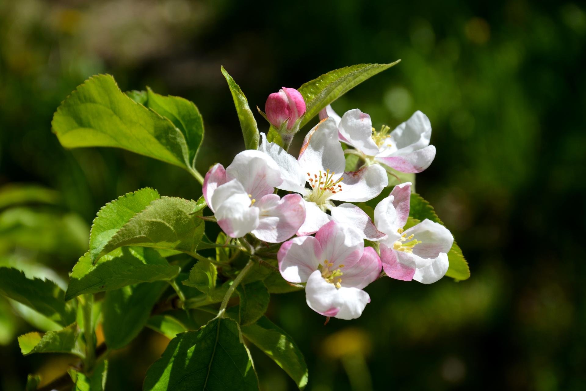 Appelboom in bloei